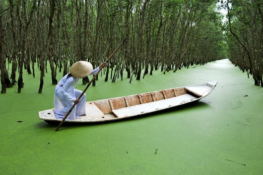 Khung cảnh Rừng tràm Trà Sư An Giang 